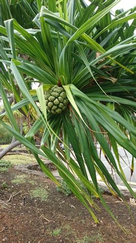 Pandano Plantas Comunes En Medellín · Naturalista Colombia