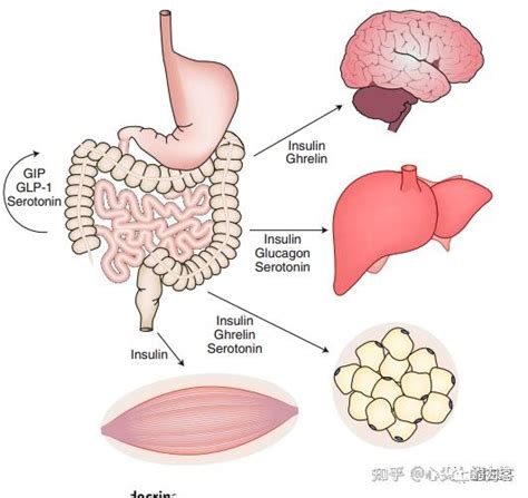 代谢性疾病—多器官代谢网络 知乎