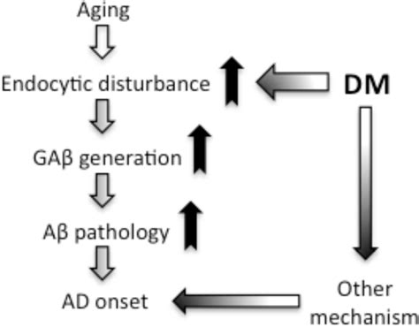 Hypothetical Schema Of Dm Induced A Pathology Leading To Ad