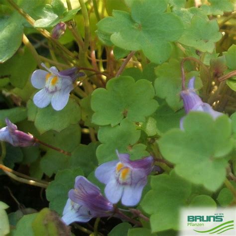 cymbalaria muralis von bruns pflanzen