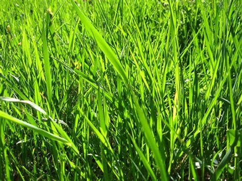 Grass That Stays Green During The Winter Hunker