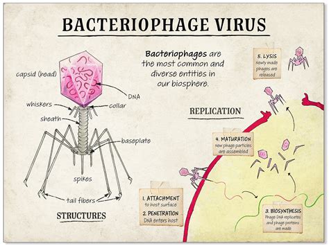 Bacteriophage Virus Diagram