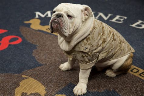 How Did The Bulldog Became The Marine Corps Mascot