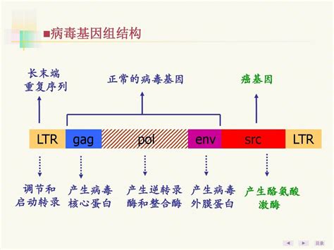 第20章癌基因、抑癌基因与生长因子word文档在线阅读与下载免费文档