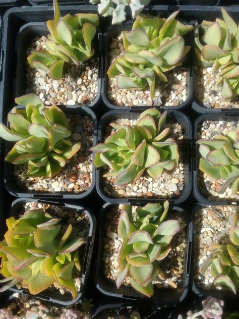 Crassula Blue Waves In 65mm Square Pot Trigg Plants