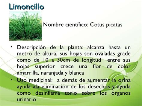 Nombres Comunes Y Cientifico De Plantas