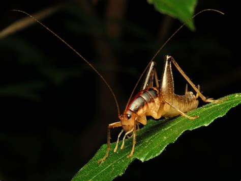 In your yard: crickets