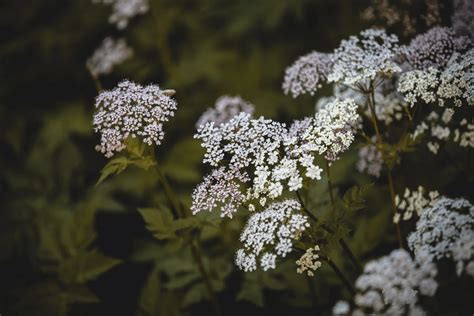 Queen Annes Lace Vs Poison Hemlock The Gardening