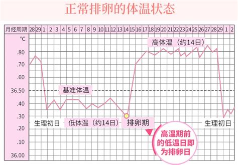 怎么算排卵期最准确？ 知乎