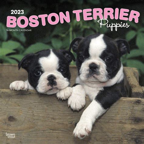 Boston Terrier Puppies 2023 12 X 24 Inch Monthly Square Wall Calendar