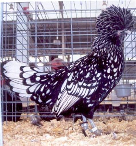 Silver Laced Polish Chicken Baby Chicks For Sale Cackle Hatchery