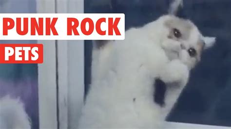 Punk Rock Pets Video Compilation 2016 Youtube