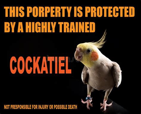 Cockatiel Funny Memes Stock Photos - Free & Royalty-Free Stock Photos from Dreamstime