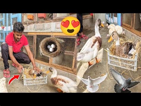 Aj Hamne Duck K Liye Nest Bana Diyapets Vlog Shehri Munday Youtube