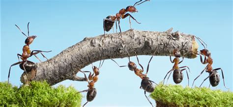 Natures Best Engineers The Ant Tower Fasteners