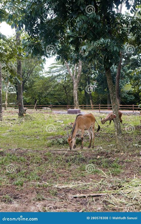 Spiral Horned Antelope Foraging In Zoo Stock Photo Image Of Mana