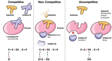 types  enzyme inhibition  mechanisms examples  importance