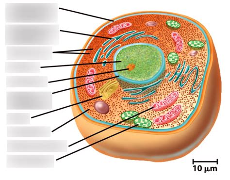 Eukaryotic Cell Diagram Diagram | Quizlet