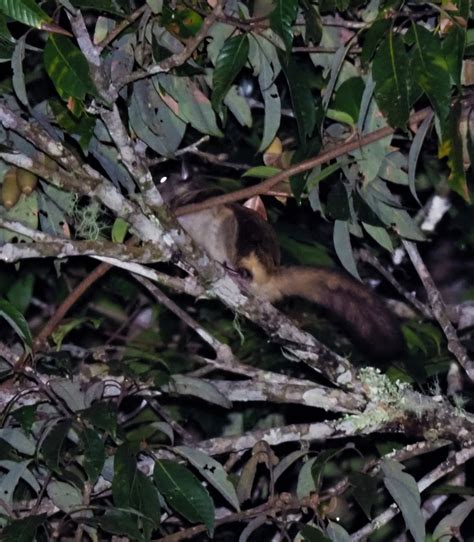 Jentinks Flying Squirrel Kinabalu Park Hq Mammals Of Borneo