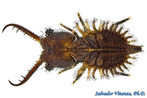 Neuroptera-Myrmeleontidae-Subfamily Ascalaphinae-Owlflies LARVA (E ...