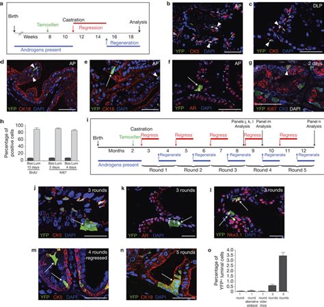 Detection Of Rare Bipotential Basal Progenitors During Prostate