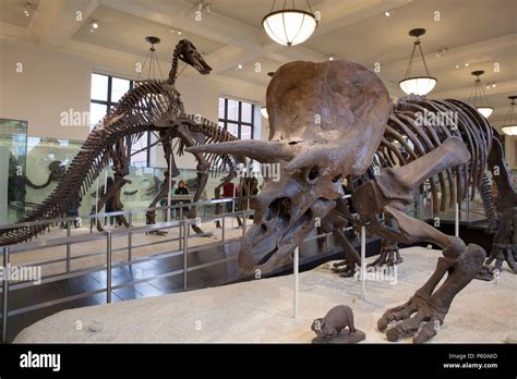 Dinosaurios En El Museo Fotografías E Imágenes De Alta Resolución Página 2 Alamy