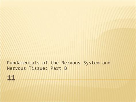 Ppt Fundamentals Of The Nervous System And Nervous Tissue Part B