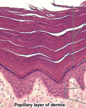 Epidermis Layers Diagram Diagram | Quizlet