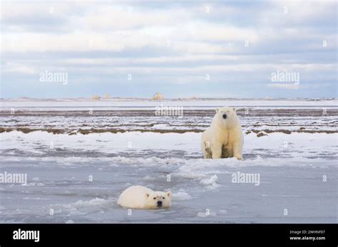 Polar Bears Ursus Maritimus Curious Cub In Newly Forming Pack Ice