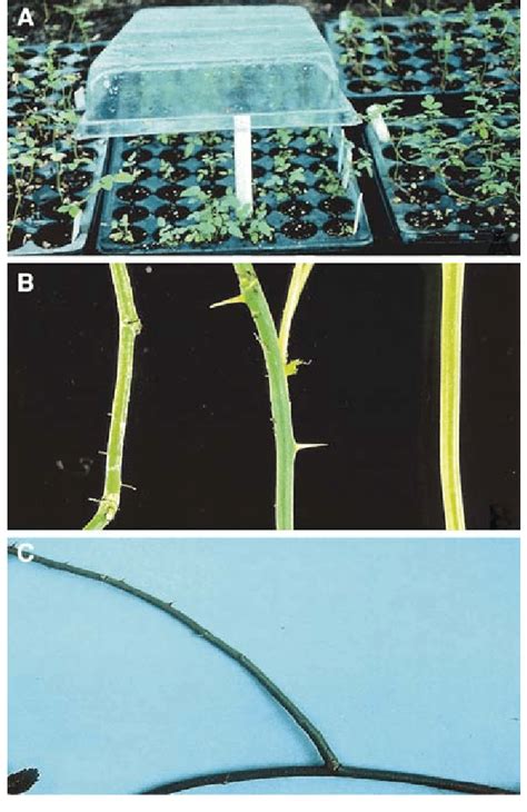 Acclimatization And Evaluation Of Tissue Culture Derived Plants Of