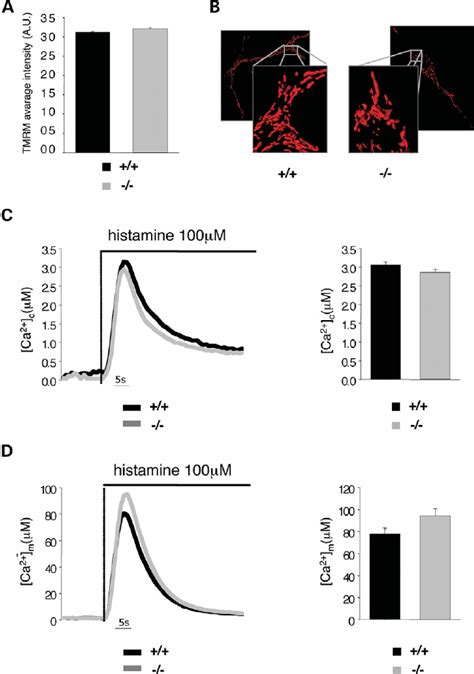 A Mitochondrial Membrane Potential Is Unchanged Between Surf1 LoxP