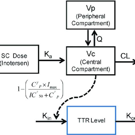 Base PK And PK PD Model Schematic PK Pharmacokinetic PD