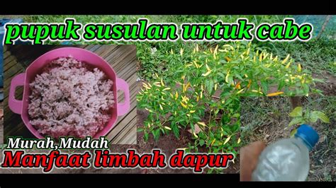 JANGAN DIBUANG Manfaat Nasi Basi Pupuk Organik Cair Untuk Cabe YouTube