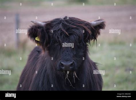 Highland cow calf hi-res stock photography and images - Alamy