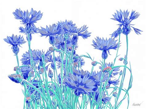 Blue Cornflower Drawing