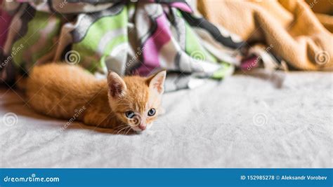 Photo of a Cute Orange Tabby Kitty Cat Playing Stock Photo - Image of ...