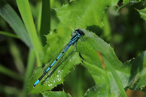 Coenagrion Puella A Male June 2021 Fovslet Kolding Den Erland