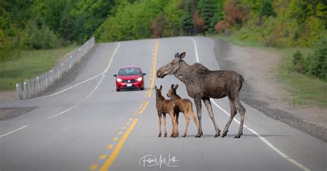 9 Tips To Avoid A Moose Collision In Algonquin Park — Follow Me North