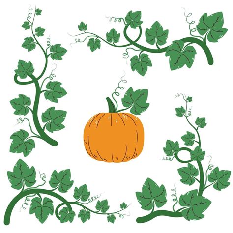 Pumpkin Vine Vector Art, Icons, and Graphics for Free Download