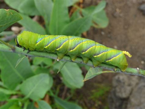 European Lepidoptera and their ecology: Acherontia atropos