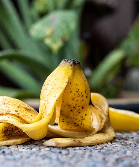 Can You Use Banana Peels As Fertilizer Homes And Gardens