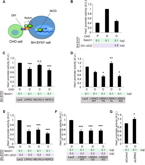 Figure From The Parkinsons Disease Associated Protein Kinase Lrrk