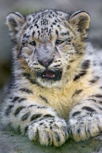 Lying Funny Snow Leopard Cub Cute Picture Of One Of The 3 Flickr