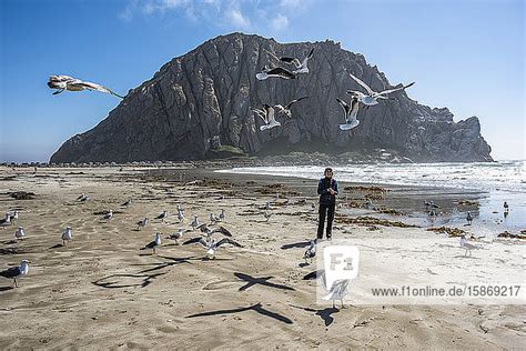 Westliche M Wen Larus Occidentalis Schweben Ber Einer Am Strand