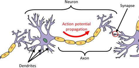 3 Provides A Simple High Level Schematic Of A Neuron And Shows Its