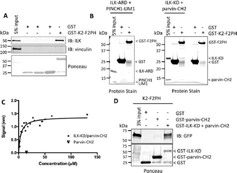 Kindlin F Ph Binds Directly To Ilk Kinase Domain A Binding Of