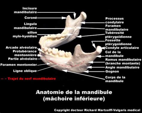 Image Photo Mandibule Anatomie Stomatologie Vulgaris M Dical