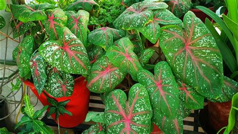 Caladium Plant – Malenaguerrero