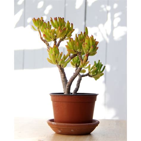 Crassula Ovata Gollum Jade 10 12 Inches Tall 6 Inch Pot Etsy