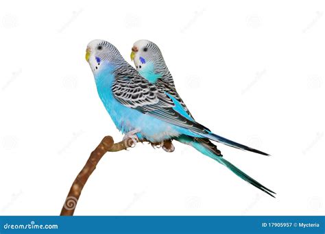 Budgerigars stock image. Image of blue, nature, colorful - 17905957